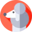 Poodle icon 64x64