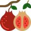 Pomegranate icon 64x64