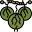 Gooseberry icon 64x64