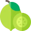 Lime icon 64x64