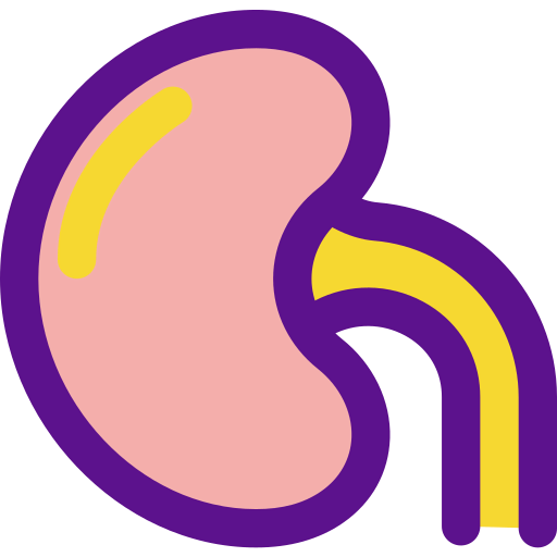 Kidney icon