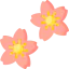 Sakura アイコン 64x64