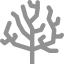 Coral icon 64x64