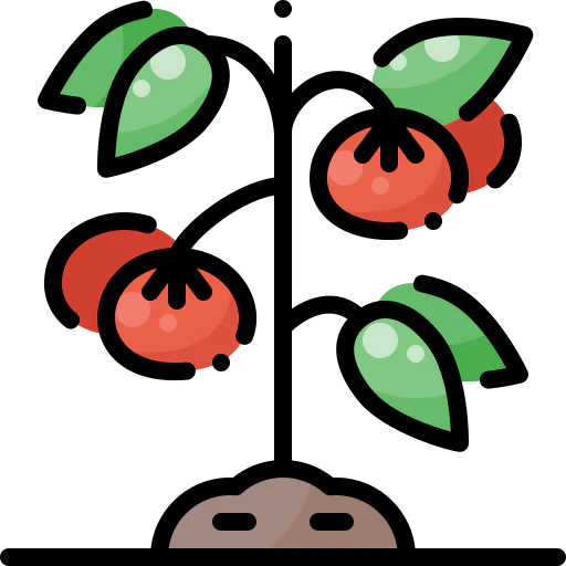 Tomato icon