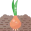 Onion icon 64x64