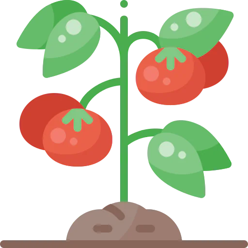 Tomato icon