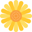 Sunflower icon 64x64