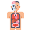 Anatomy icon 64x64