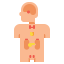 Endocrinology icon 64x64