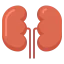 Kidneys Symbol 64x64