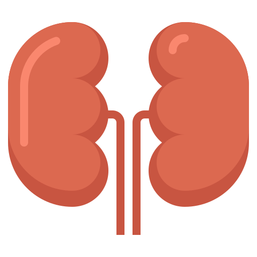 Kidneys icon