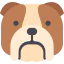 Bulldog icon 64x64
