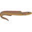 Moray icon 64x64