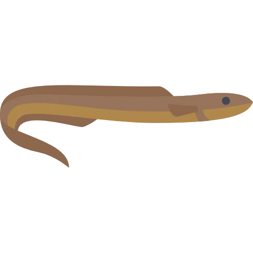 Moray icon