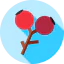 Berries icon 64x64