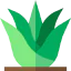 Aloe vera icon 64x64