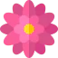 Chrysanthemum icon 64x64