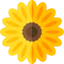 Sunflower icon 64x64