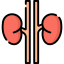 Kidneys Symbol 64x64