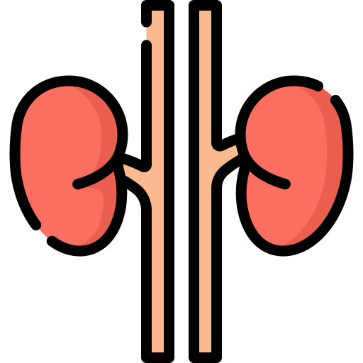Kidneys icon