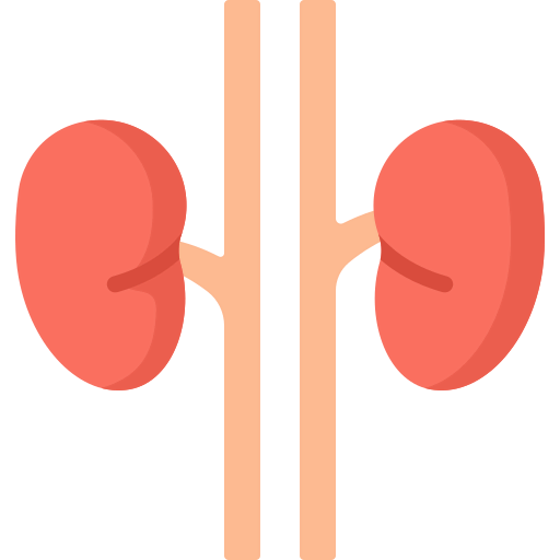 Kidneys icon