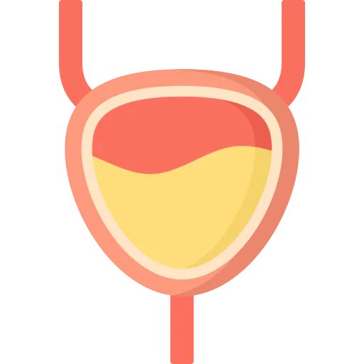 Bladder icon