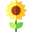 Sunflower icon 64x64