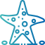 Starfish icon 64x64