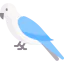 Parrot icon 64x64