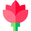 Lotus icon 64x64