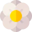 Freesia ícone 64x64