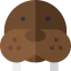 Walrus icon 64x64