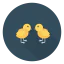 Chicks 图标 64x64