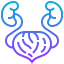 Kidney Symbol 64x64