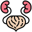 Kidney Symbol 64x64