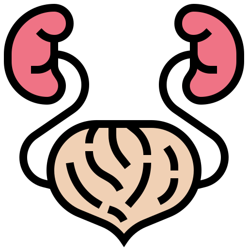Kidney icon