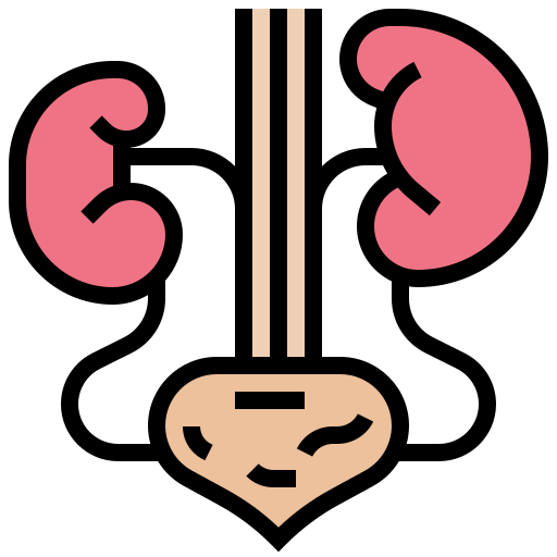 Kidney icon