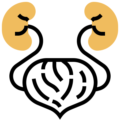 Kidney icon