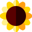 Sunflower アイコン 64x64