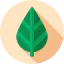 Leaf icon 64x64