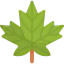 Maple leaf 图标 64x64