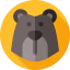 Bear icon 64x64