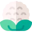 Cauliflower アイコン 64x64