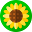 Sunflower アイコン 64x64