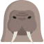 Walrus icon 64x64