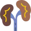 Kidneys Symbol 64x64