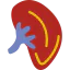 Kidney Symbol 64x64