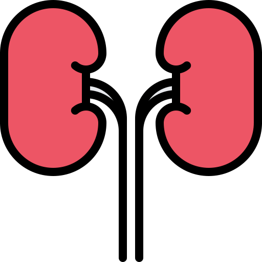 Kidneys icon