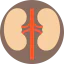 Kidney Symbol 64x64