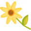 Daisy icon 64x64